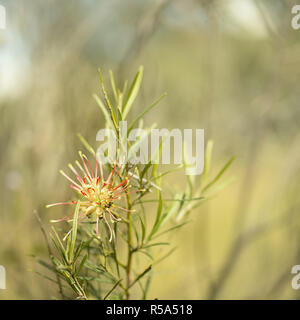 Australia nativi fiori invernali Grevillea Flora mason Foto Stock