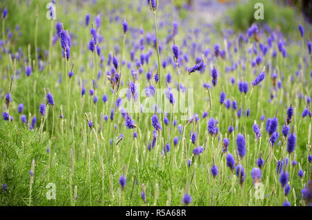 Fiori di lavanda in natura Foto Stock