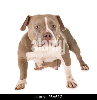 Incinta american bully davanti a uno sfondo bianco Foto Stock