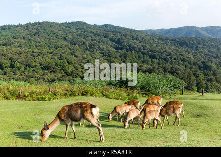 Gruppo di cervi mangiare erba insieme Foto Stock