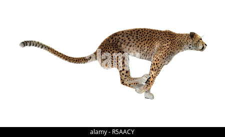 3D Rendering Cheetah su bianco Foto Stock