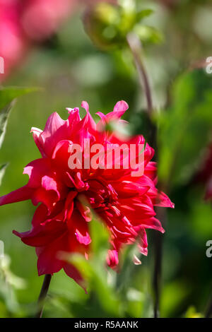 Sfondo con red dahlia su sfondo verde. Red dahlia sul campo. Blooming dalie. Red dahlia sul prato verde. Giardino con red dalia. Flusso di giardino Foto Stock