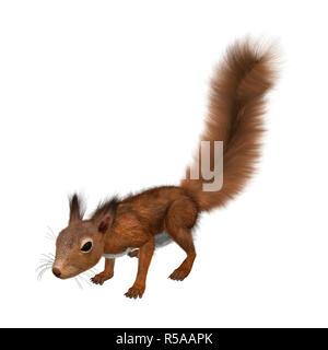 Il rendering 3D Unione scoiattolo rosso su bianco Foto Stock