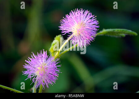 I fiori delle piante sensibili (Mimosa pudica), Brasile Foto Stock