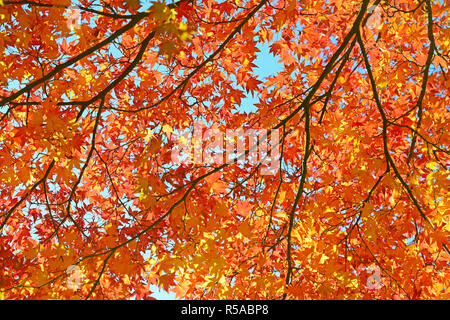 Autumnally scolorito rosse foglie di acero giapponese (Acer rubrum) retroilluminato, Germania Foto Stock