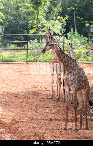 Giraffe allo zoo, Thailandia Foto Stock