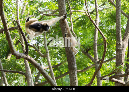 White gibbone carino monkey holding e appeso su albero Foto Stock