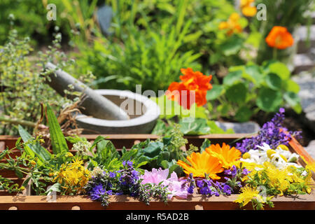 Piante medicinali da giardino Foto Stock