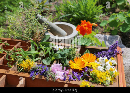 Piante medicinali da giardino Foto Stock
