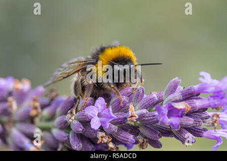 White Tailed Bumblebee; Bombus lucorum femmina singolo fiore su Cornwall, Regno Unito Foto Stock