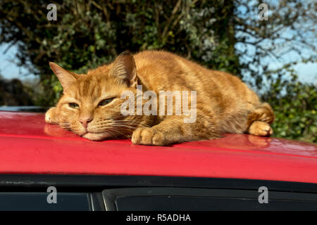 Lo zenzero Cat; sul tetto auto Cornwall, Regno Unito Foto Stock