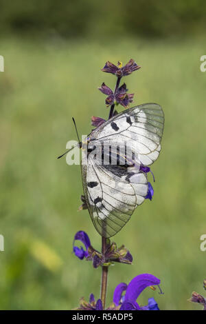 Offuscato Apollo Butterfly; Parnassius mnemosyne singolo fiore in Ungheria Foto Stock