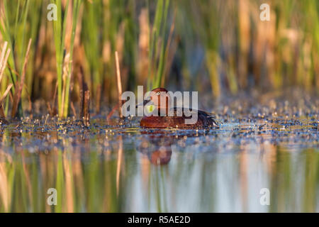 Moretta tabaccata; Aythya nyroca singolo su acqua; Ungheria Foto Stock