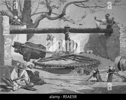 Ben in Alto Egitto, l'acqua viene prelevata con l aiuto di un bue, xilografia, 1885, Egitto Foto Stock