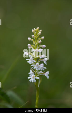 Fragranti Orchid; Gymnadenia conopsea; fioritura Yorkshire; Regno Unito Foto Stock