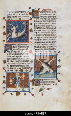 Capricorno, Acquario e Pesci . Breviari d'Amor (Catalano prosa versione). Spagna, E. (Catalogna, Gerona?) ultimo quarto del XIV secolo. Miniatura del Capricorno, come un unicorno con un pesce di coda; miniaturizzato di Aquarius, come una gioventù tenendo due vasetti di acqua; miniaturizzato di pesci, come due pesci immersioni in acqua, in MatfrÃ© Ermengau di Bà©ziers's Breviari d'Amour. Illustrazione attribuito a l'atelier del maestro catalano di San Marco. Fonte: Yates Thompson 31 folio 48 r. Lingua: spagnolo (Catalano), con alcuni ebraico. Autore: Ermengau di Bà©ziers, MatfrÃ©. Marco, San catalano. Foto Stock