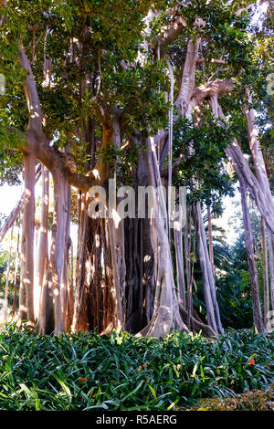 Sistema di radice di un grande Ficus Foto Stock