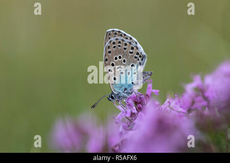 Grandi Blue Butterfly; Phengaris arion Unica femmina su Timo selvatico Somerset, Regno Unito Foto Stock