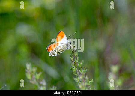Punta arancione farfalla; Anthocharis cardamines Ungheria Foto Stock