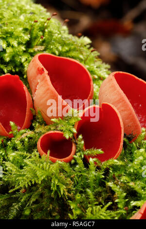 Scarlet Elf Cup; Sarcoscypha cocinea crescente sul registro di muschio Cornwall, Regno Unito Foto Stock