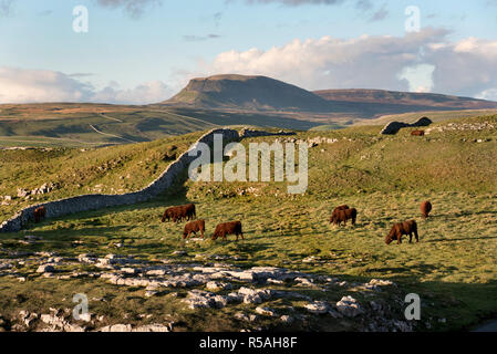 Una vista di Pen-y-Ghent picco, da pietre Winskill, con il pascolo di bestiame sui pascoli di calcare. Langcliffe, Yorkshire Dales National Park, Regno Unito. Foto Stock