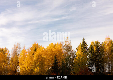Alberi in vivaci colori autunnali nella luce del sole dorato Foto Stock