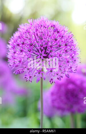 Umbels sferica di Allium hollandicum 'viola sensazione', fioritura in un giardino inglese di frontiera, REGNO UNITO Foto Stock