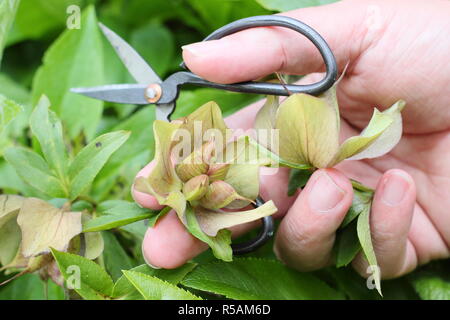 Helleborus hybridus. Controllare l'elleboro baccelli di semi per la maturazione in vista del raccolto e il salvataggio delle sementi - Molla, REGNO UNITO Foto Stock