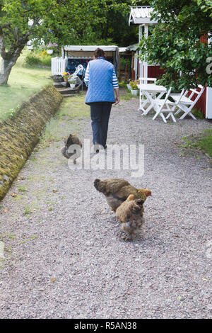 Donna con 3 dark Brahma polli su una passerella di ghiaia al di fuori della propria casa in campagna Foto Stock