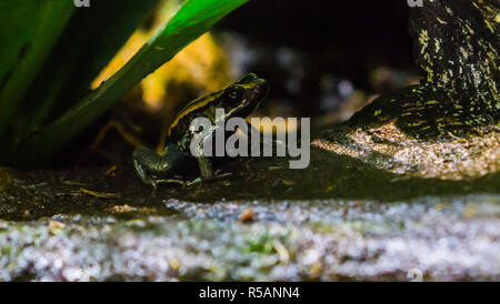 Golfodulcean poison dart frog, un pericolo specie di anfibi dal Costa Rica Foto Stock