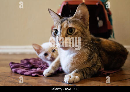 I gattini di riproduzione . Due giovani gatti giocando sul pavimento. Foto Stock