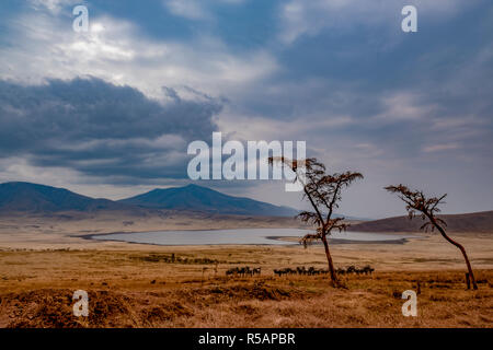 Vista panoramica del cratere di Ngorongoro in Tanzania in un giorno nuvoloso con un lago e allevamento di wildebeests in primo piano Foto Stock