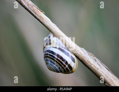 Va a passo di lumaca sul filo d'erba,natura Foto Stock