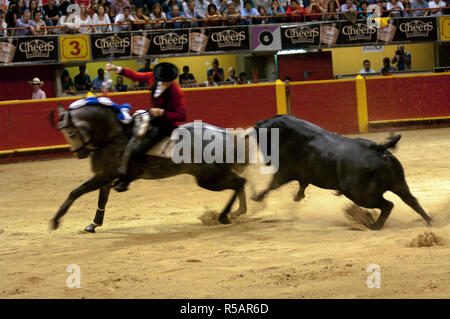 Medellin, Colombia, La Macarena Stadium, la Corrida Festival, Picadore a cavallo le danze con il toro Foto Stock