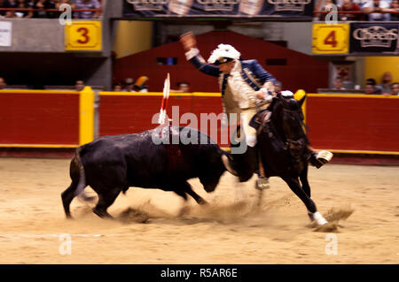 Medellin, Colombia, La Macarena Stadium, la Corrida Festival, Picadore a cavallo delle lance un toro sperando di perforare il muscolo sul retro per indebolire gli animali' collo e impedendone il sollevamento completamente la sua testa Foto Stock