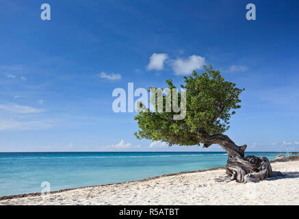 Caraibi, Antille olandesi, Aruba Divi Divi Tree su Eagle Beach Foto Stock