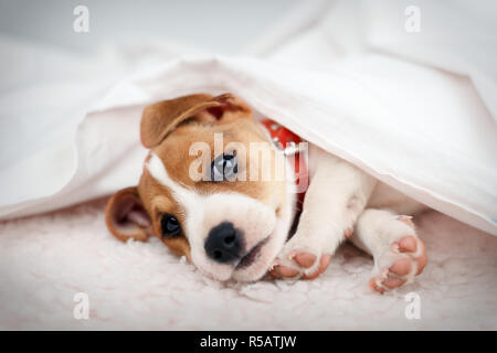 Jack Russel terrier cucciolo dorme sul letto bianco. Fotografia degli animali Foto Stock