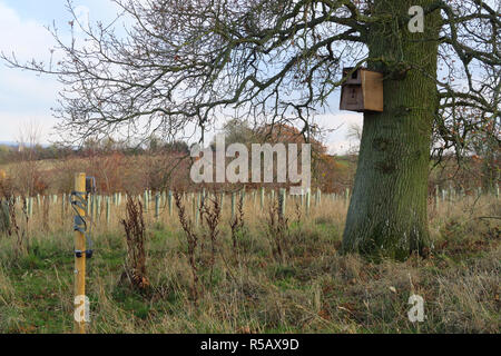 La fauna selvatica fotocamera impostata su un post per la cattura degli uccelli vicino al birdbox su un albero nelle vicinanze Foto Stock