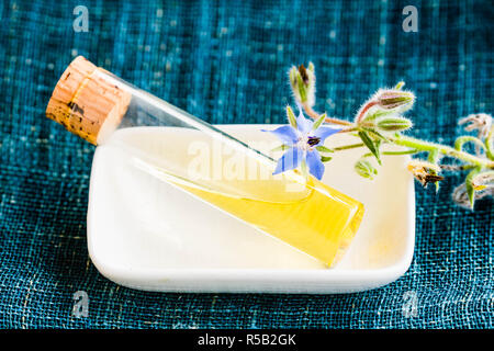 Olio essenziale di borragine (borragine officinalis). Foto Stock