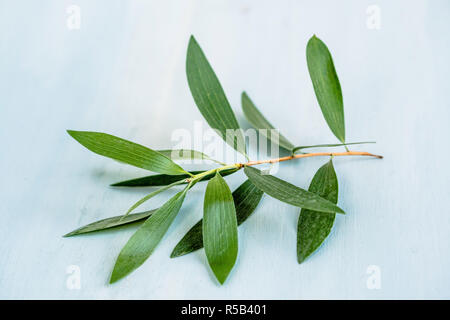 Foglie di Melaleuca quinquenervia . Foto Stock