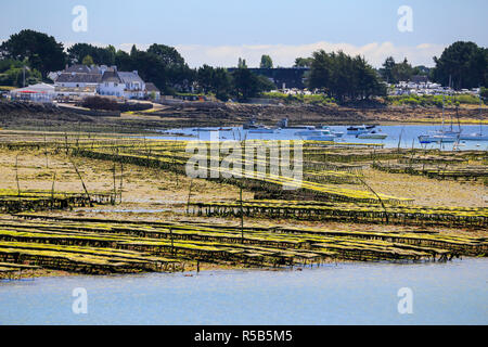 Cozza letti a La Trinité sur Mer vicino a Carnac in Bretagna meridionale, Francia. Foto Stock