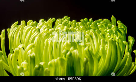 Verde Low-Key crisantemi Foto Stock