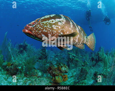 Scuba Diver e Cernie Nassau (Epinephelus striatus) in corrispondenza di una barriera corallina, la piccola Isola Cayman, Isole Cayman Foto Stock