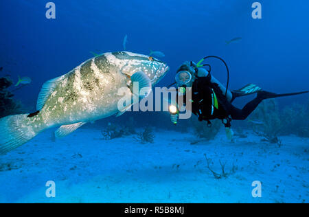 Scuba Diver e Cernie Nassau (Epinephelus striatus), Grand Cayman, Isole Cayman Foto Stock