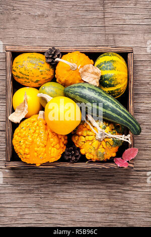 Diverse varietà di zucche e zucche.raccolto autunnale Foto Stock