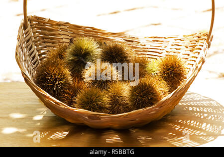 Fresche castagne raccolte in un cestello Foto Stock