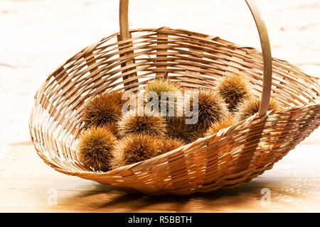 Fresche castagne raccolte in un cestello Foto Stock