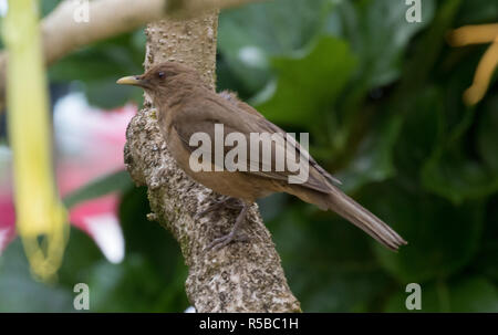 Clay-Robin colorati (Turdus grayi) Foto Stock