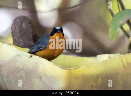Snowy-incoronato Robin-chat (Cossypha niveicapilla) Foto Stock