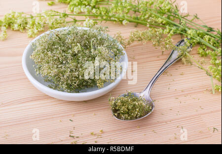 Freschi e Secchi bedstraw Hedge Foto Stock